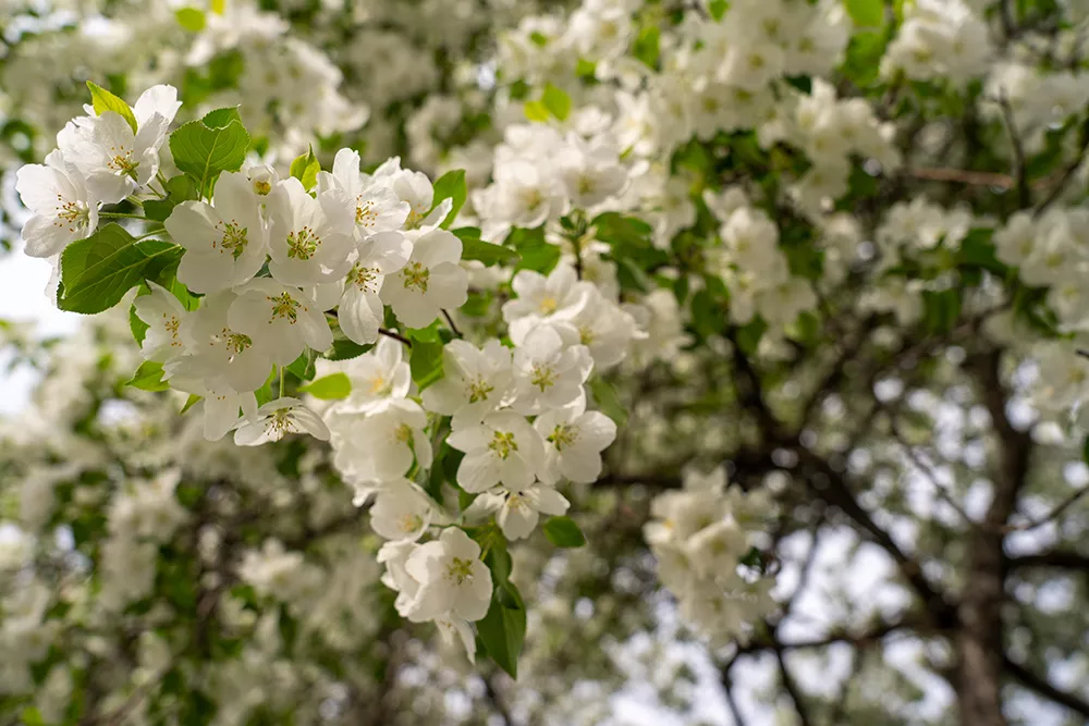 Апрель-май: волна цветения 