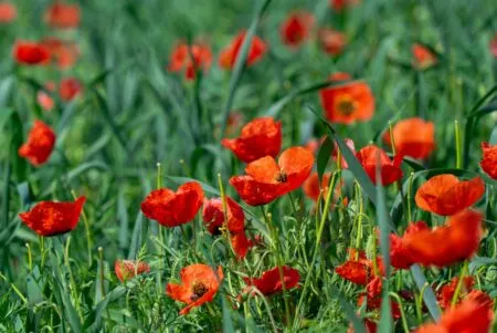 Май: маковые поля 